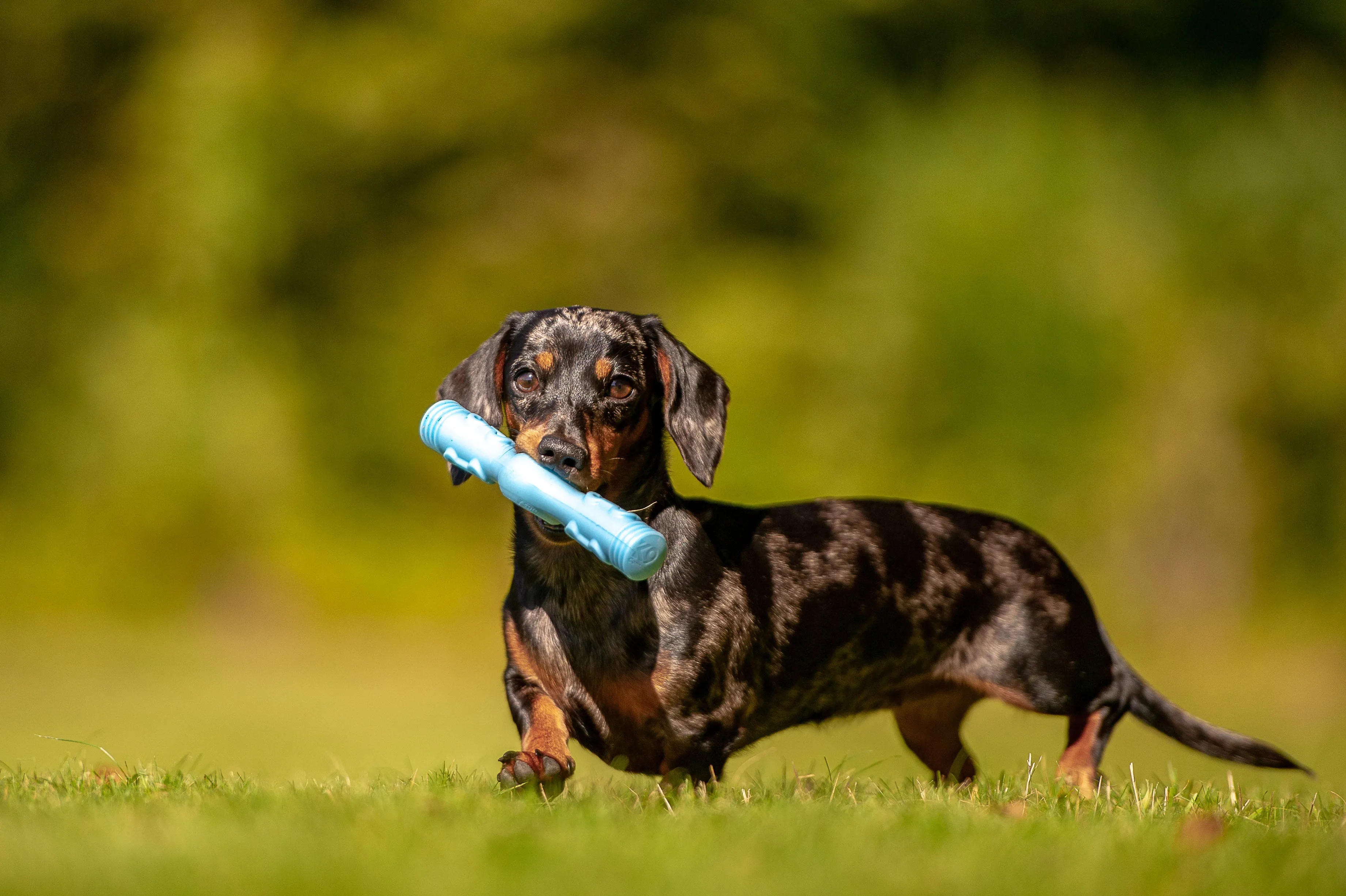 Tech Bone - Gentle Dog Toys